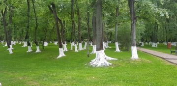 DEȘTEPTAREA: Primăria sectorului 1 a dat cu var copacii din Parcul Kiseleff