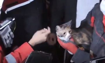 Turcia: Pisică salvată de un câine polițist de sub dărămăturile unui bloc prăbușit în Izmir | VIDEO