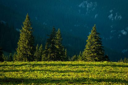 “România sălbatică”, din 17 septembrie în cinematografele din toată țara