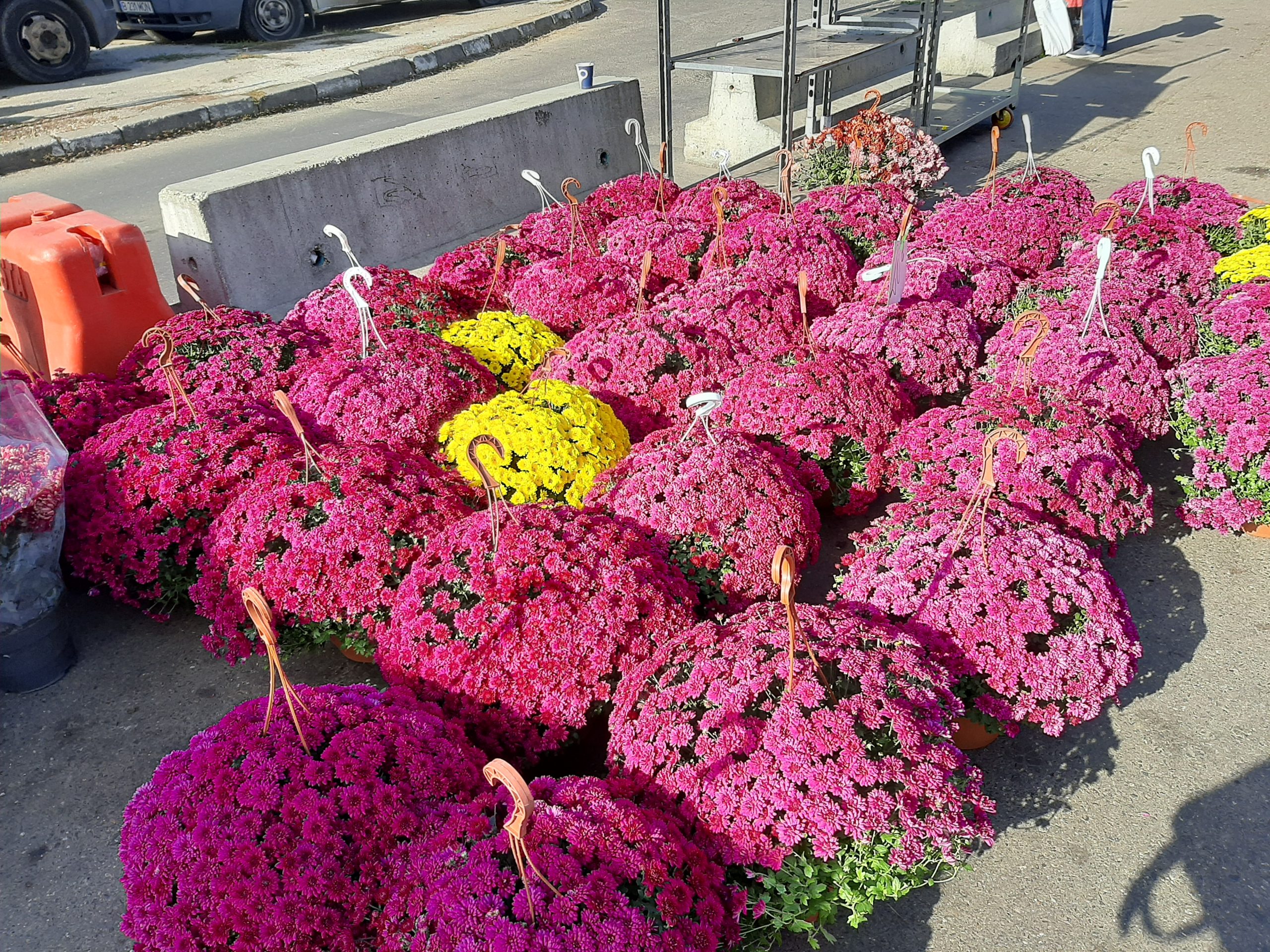 Rubrică nouă la Piața Obor Cum să îngrijim plantele AUDIO Europa FM