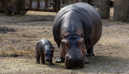 15 februarie, Ziua mondială a hipopotamilor