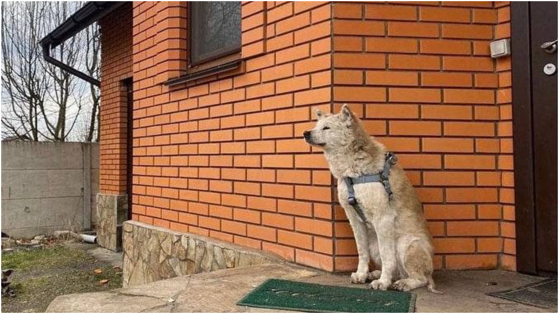 Хатико николаевская. Собака. Собака ждет. Собака ждет хозяина. Хатико ждет.