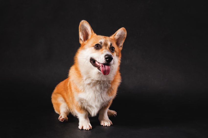 Caine corgi, rasa preferata a Reginei Elisabeta a Doua