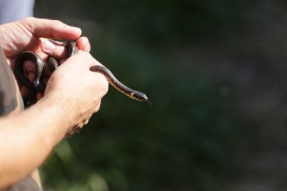 Tot mai mulți șerpi apar prin orașe. În ciuda îngrijorării, nu avem de ce să ne temem, spun specialiștii | AUDIO
