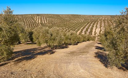 Spania: Producția de ulei de măsline ar putea fi redusă semnificativ anul acesta din cauza caniculei