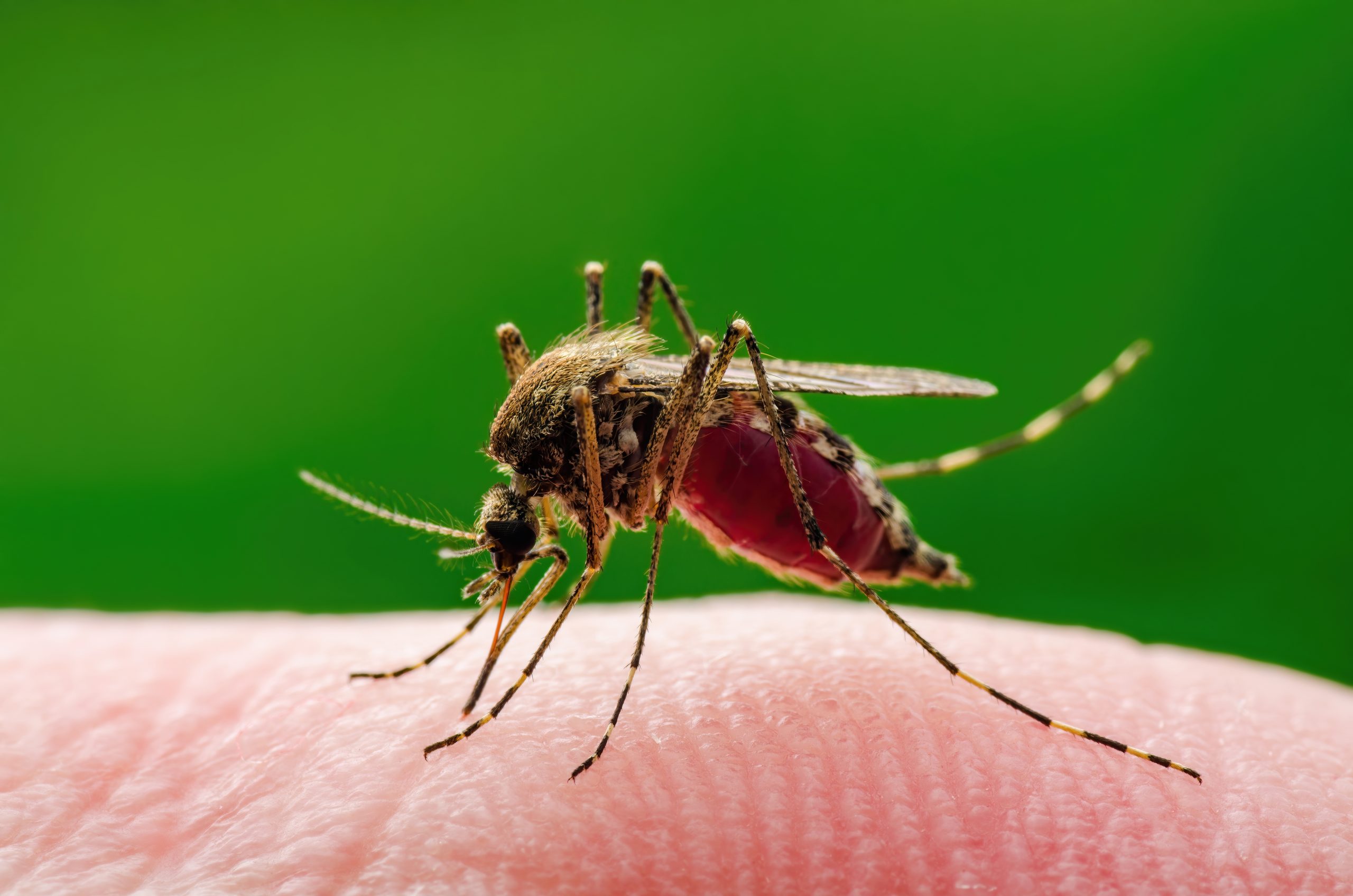 Какие инфекции передаются через укусы кровососущих насекомых. Кровососущие комары. Подвальные комары. Комар Culex.