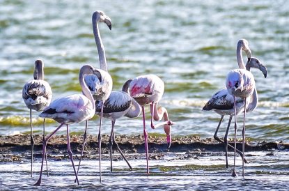 Zeci de păsări flamingo au poposit pe Lacul Techirghiol, atrase de vremea frumoasă și de hrana bogată | AUDIO