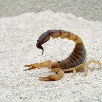Scorpion pe plajă