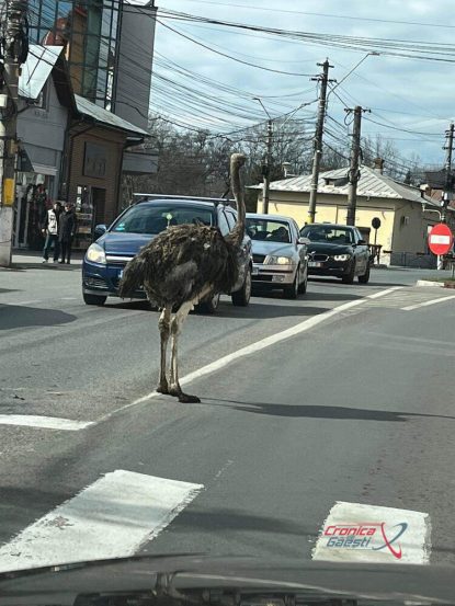 Deșteptarea: La Găești, un struț se plimba printre mașini, provocând haos | VIDEO