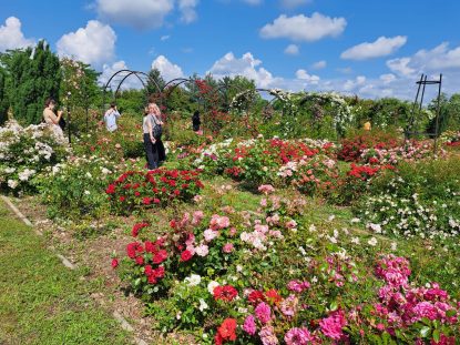 Peste 2.000 de soiuri de trandafiri în cel mai mare Rozariu din România