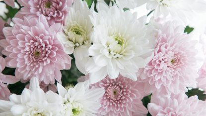 Crizantemele în tradițiile și obiceiurile florale din diferite culturi