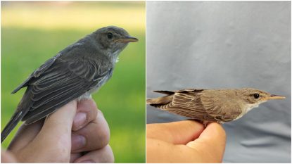 Frunzărița Balcanică, noua specie de pasăre descoperită pe teritoriul României. Prezența ei, semn bun pentru fauna țării noastre | FOTO