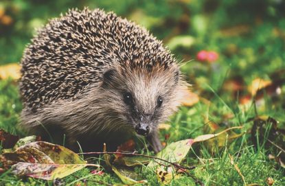 Misiunea Verde: Motivul pentru care ariciul a fost desemnat animalul anului 2024 | AUDIO