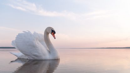 Primăria din Arad a spart gheața de pe lacul din parcul Pădurice pentru ca familia de lebede stabilită aici să nu plece