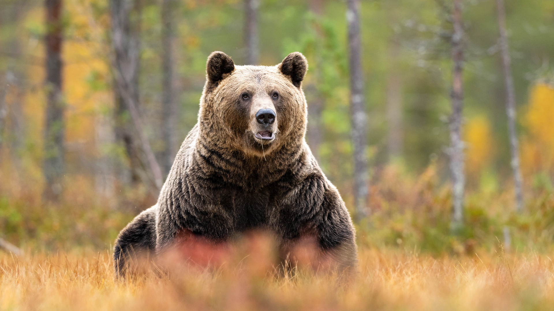 Aproape 1.000 de urși bruni vor putea fi recoltați în acest an, potrivit unui proiect de lege aprobat de Camera Deputaților | AUDIO