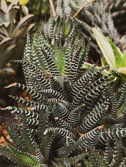 Îngrijirea plantelor decorative din grădină (P)