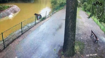 Urs în vizită, noaptea, la Zoo Târgu Mureș| A fost instalată o cușcă pentru prinderea animalului, iar Grădina Zoologică rămâne deschisă pentru vizitatori