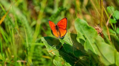 Fluturele roșu de mlaștină, Lycaena Dispar, descoperit de silvicultorii Parcului Natural Grădiștea Muncelului-Cioclovina, din județul Hunedoara | AUDIO | GALERIE FOTO