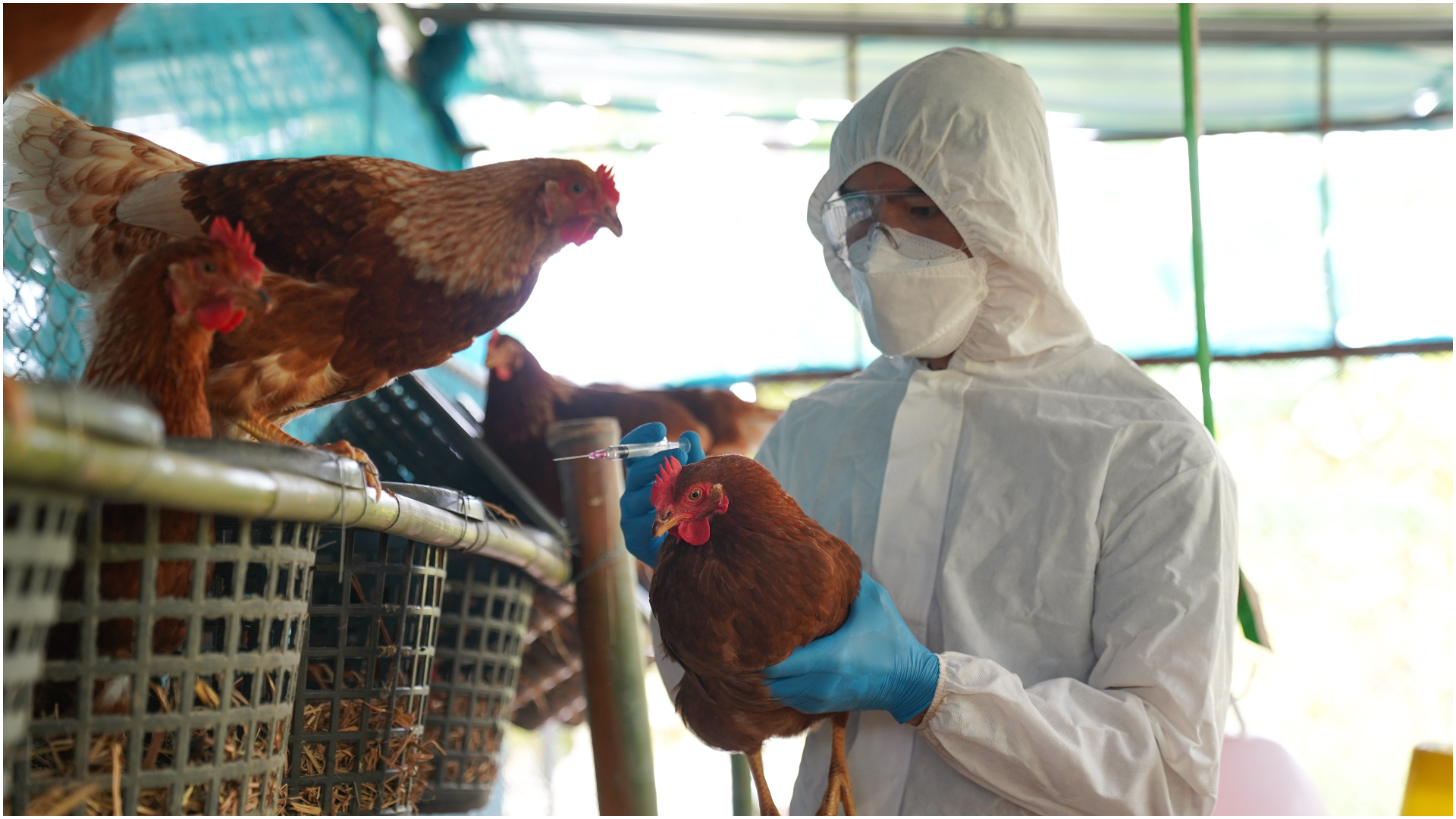 Scientists Warn of the Threat of an H5 Avian Influenza Pandemic