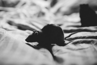 Șobolani în locuință? Iată soluțiile care funcționează (P)