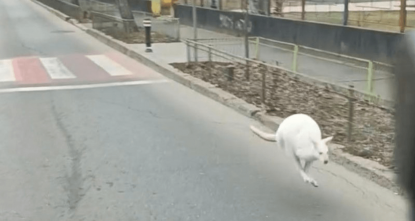 Deșteptarea: Un cangur evadat din curtea lui Nițu Cămătaru, pe străzile din București | VIDEO
