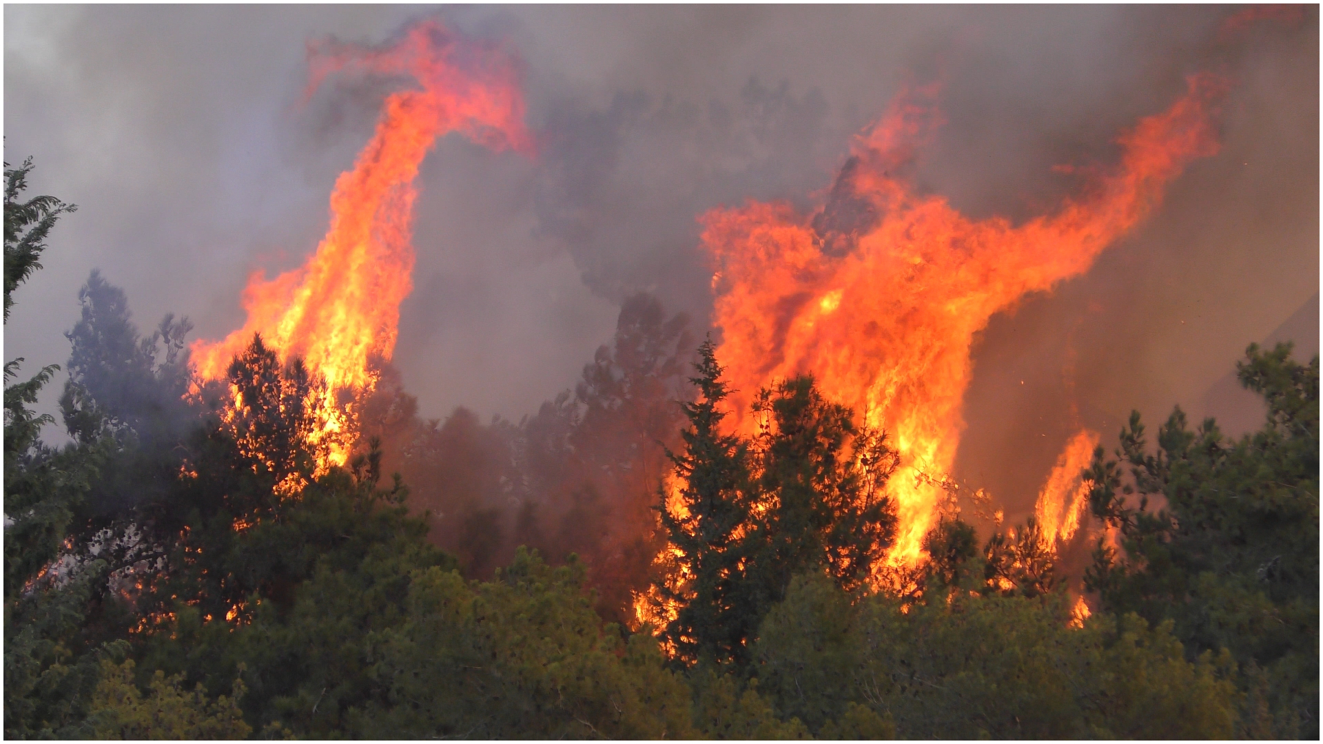 Incendii puternice de pădure în Olanda: un aeroport a fost evacuat | VIDEO