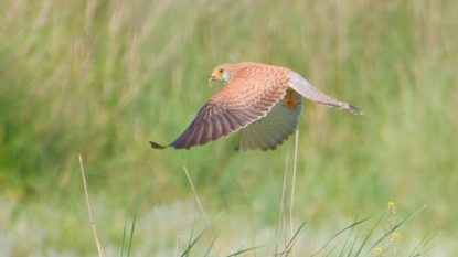 Vânturelul mic cuibărește din nou în România, după mai bine de un secol  | GALERIE FOTO