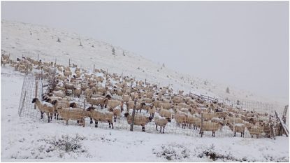 7000 de oi, blocate în munți, aproape de Transalpina. Ciobanii au cerut autorităților să deszăpezească drumul | AUDIO