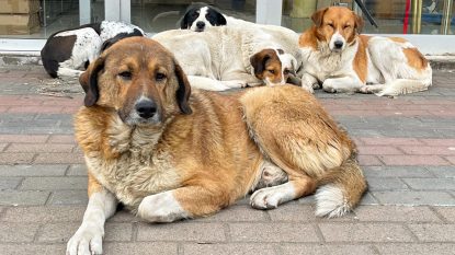 A fost depus în Parlament un pachet legislativ care modifică Ordonanța privind gestionarea câinilor fără stăpân. Una dintre cele mai importante modificări este eliminarea eutanasierii | AUDIO