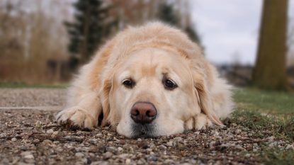 Neamț: Focar de rabie în comuna Agapia. A fost a dispus un plan de măsuri pentru reducerea riscului de infectare a animalelor domestice | AUDIO