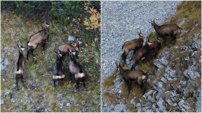 Evaluarea populației de capră neagră pe crestele munților Retezat | GALERIE FOTO