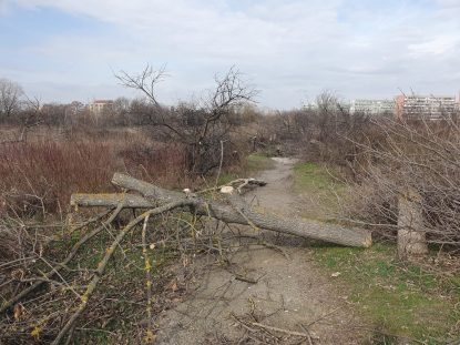 Tăierile ilegale de arbori ar putea fi infracțiune. Ministerul Mediului propune pedepse cu închisoare de la 6 luni la 3 ani