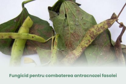 Fungicid pentru combaterea antracnozei fasolei – ghid complet (P)