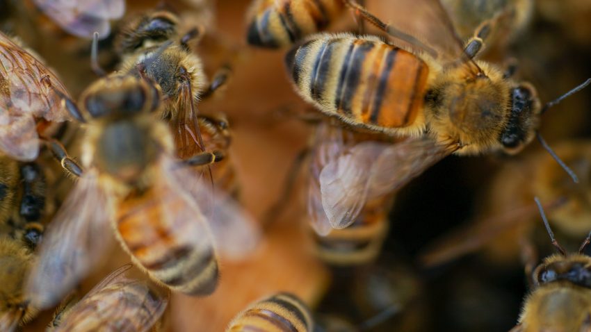 Albinele din Europa, în pericol din cauza pesticidelor folosite în agricultură. Julie Decaux, de la „BEEodiversity”: concentrațiile folosite depășesc limitele europene | AUDIO