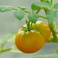 Parlamentul European propune să autorizeze o gamă mai largă de plante modificate genetic. Avertismentul președintelui BRGVB privind riscurile pe care le-ar putea implica | AUDIO