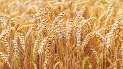 Produsele agricole, din ce în ce mai scumpe. Războaiele şi condiţiile meteo extreme au generat, în august, cea mai mare creștere lunară a prețurilor după anul 2012
