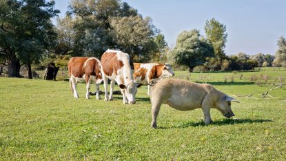Sprijin financiar pentru crescătorii de porci și bovine, de la 1 septembrie. Măsura urmărește stimularea producției interne