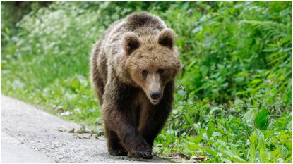 Vâlcea: Un urs a intrat într-o gospodărie din Horezu și a ucis patru capre. Localnicii, avertizați prin RO-ALERT