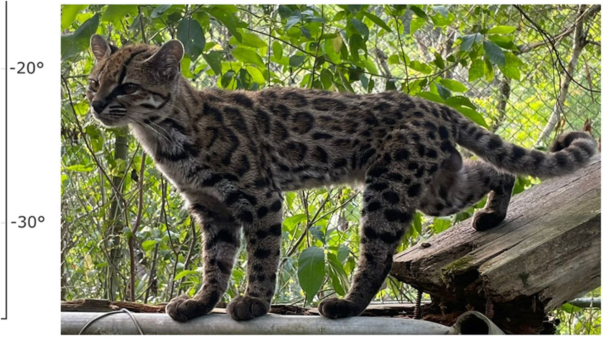Descoperirea unei noi specii de felină sălbatică în Bolivia